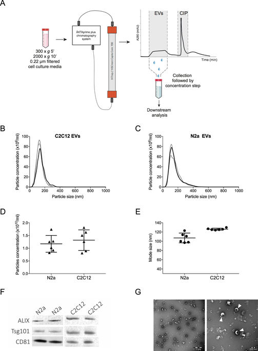Reproducible and scalable purification of extracellular vesicles using