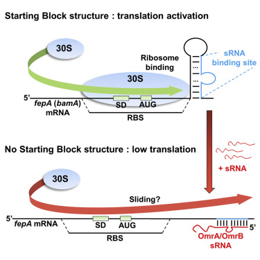 Stem-Loop Structures within mRNA Coding Sequences Activate Translation ...