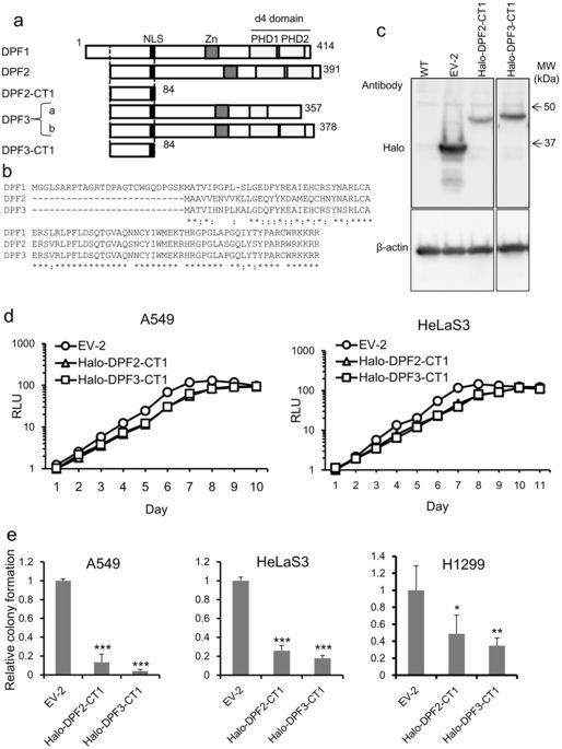 通过抑制SWI / SNF复合物依赖性NF-κB激活来抑制肿瘤。,Scientific Reports - X-MOL
