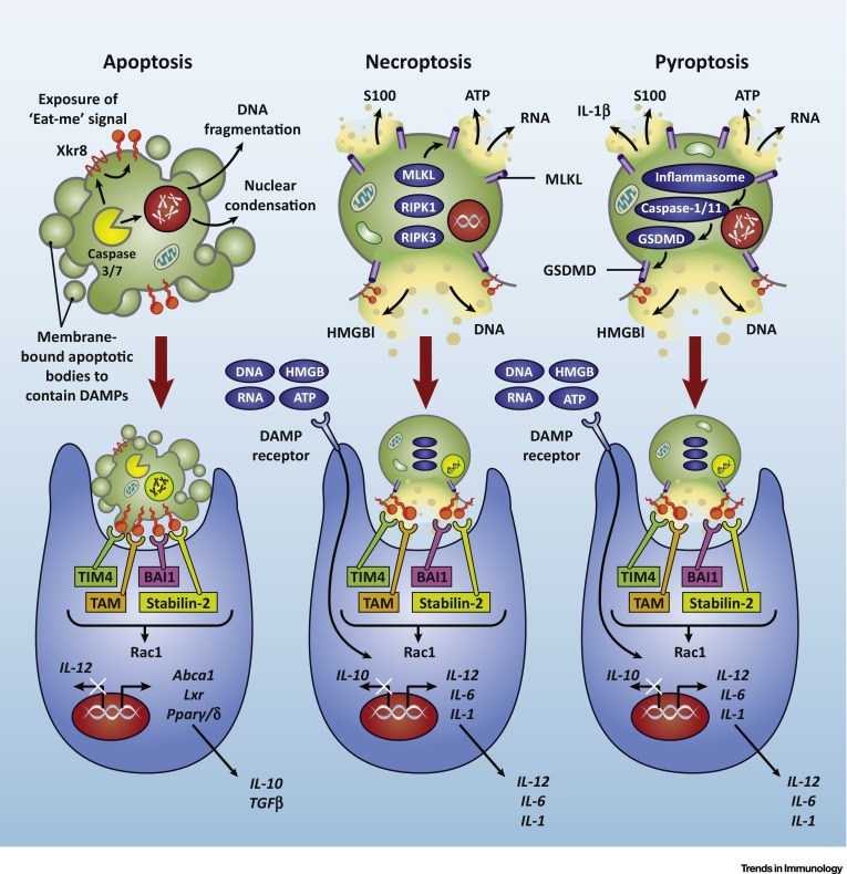 Programmed Cell Death and Inflammation: Winter Is Coming,Trends in ...