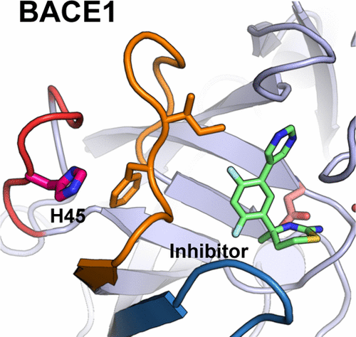 Proton-Coupled Conformational Allostery Modulates The Inhibitor ...