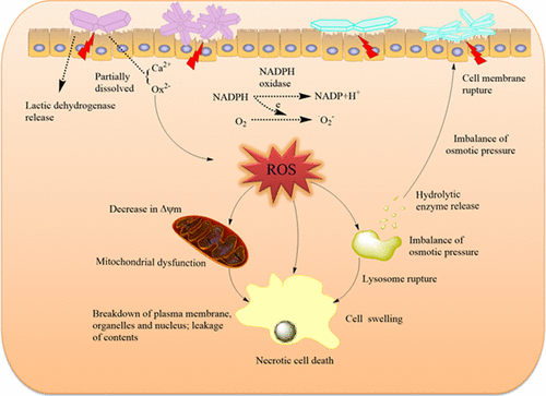 effect-of-crystal-shape-and-aggregation-of-calcium-oxalate-monohydrate-on-cellular-toxicity-in