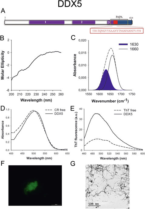 人类朊病毒样蛋白中软淀粉样蛋白核心的表征。,Scientific Reports - X-MOL