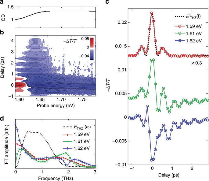 Direct observation of modespecific phononband gap coupling in methylammonium lead halide