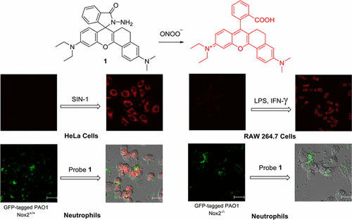 A Far-Red-Emitting Fluorescence Probe for Sensitive and Selective ...