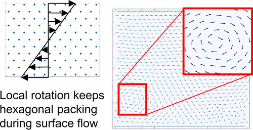 2D Stokesian Approach to Modeling Flow Induced Deformation of Particle ...