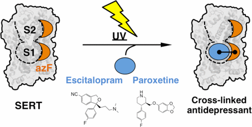 Mapping the Binding Site for Escitalopram and Paroxetine in the Human ...