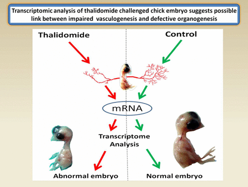 Transcriptomic Analysis of Thalidomide Challenged Chick Embryo Suggests ...