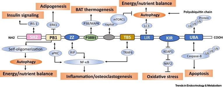多功能 p62 效应是多种代谢疾病的基础,Trends in Endocrinology & Metabolism - X-MOL