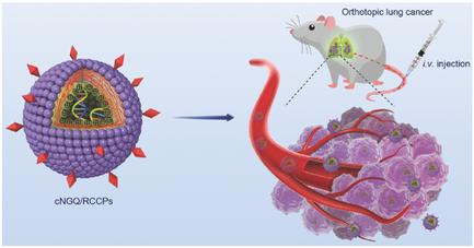 Virus Mimicking Chimaeric Polymersomes Boost Targeted Cancer Sirna Therapy In Vivo Advanced Materials X Mol