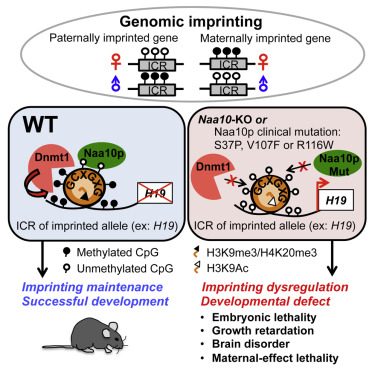 genomic imprinting mechanism