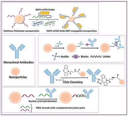 Recent Advances In The Generation Of Antibody–Nanomaterial Conjugates ...