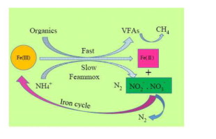 补充Fe（III）化合物对废活性污泥进行厌氧消化过程中的脱氮,Chemical Engineering Journal - X-MOL
