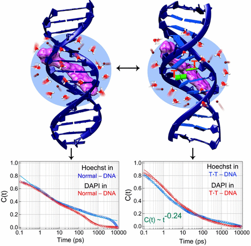 Effect Of T·T Mismatch On DNA Dynamics Probed By Minor Groove Binders ...