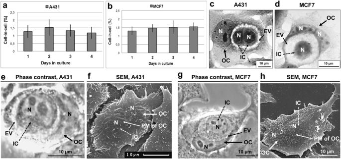 Consecutive entosis stages in human substrate-dependent cultured cells ...