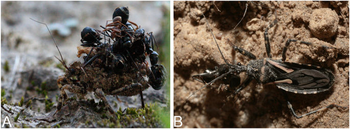Temporal transcriptomic profiling of the ant-feeding assassin bug ...