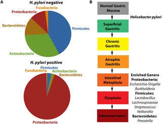 The Gastric Microbiome Its Interaction With Helicobacter Pylori And Its Potential Role In The Progression To Stomach Cancer Plos Pathogens X Mol