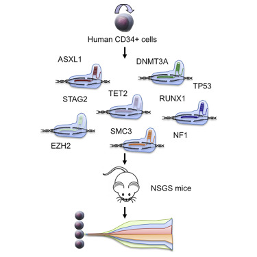 Multiplex CRISPR/Cas9-Based Genome Editing in Human Hematopoietic Stem ...