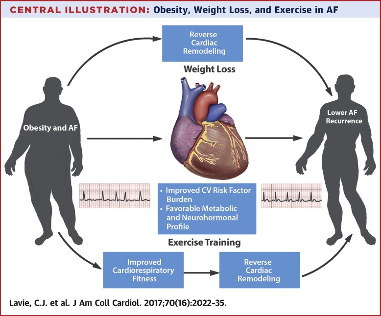 Obesity And Atrial Fibrillation Prevalence, Pathogenesis, And Prognosis ...