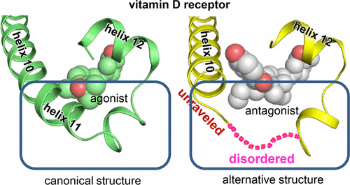 Vitamin D Analogues with a p-Hydroxyphenyl Group at the C25 Position ...