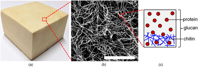 真菌菌丝体的形态和力学。,Scientific Reports - X-MOL