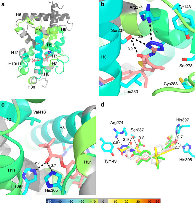 HDX reveals the conformational dynamics of DNA sequence specific VDR co ...