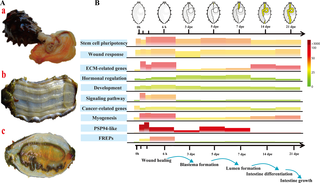 The sea cucumber genome provides insights into morphological evolution ...