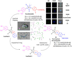 Exploring The Tetrahydroisoquinoline Thiohydantoin Scaffold Blockade ...