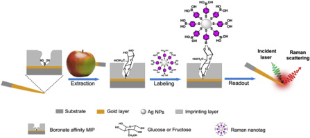 Fast probing of glucose and fructose in plant tissues via plasmonic ...