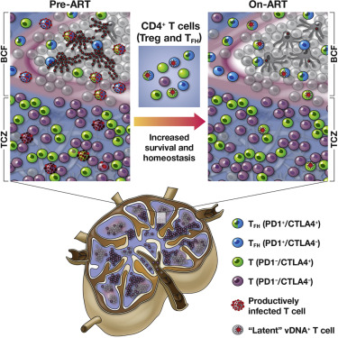 CTLA-4+PD-1− Memory CD4+ T Cells Critically Contribute to Viral ...