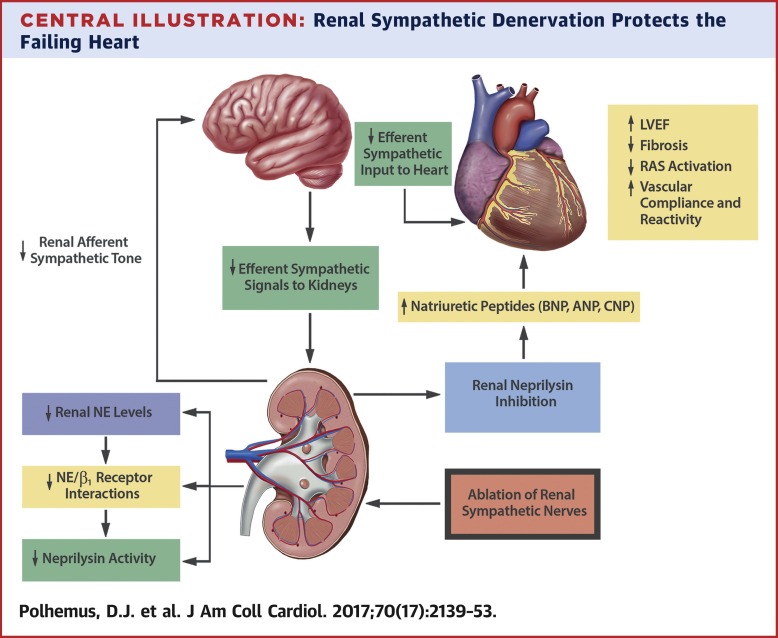 肾交感神经去神经支配通过抑制肾脏中的脑啡肽酶活性来保护衰竭的心脏,Journal of the American College of ...