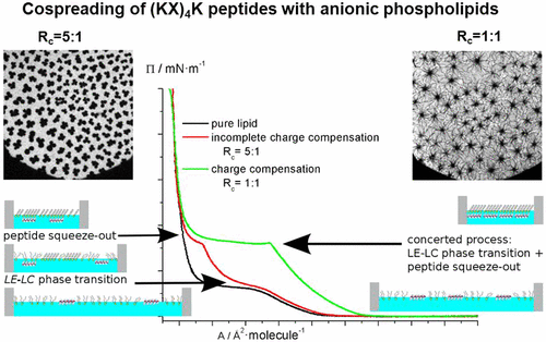 air-water interface hydrophobic amino acids air-water interface hydrophobic amino acids