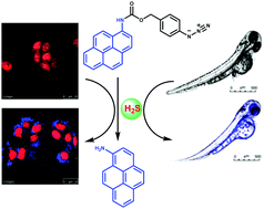 用于H 2 S的高选择性开启探针，具有 体外 和 体内 成像应用 ,New Journal of Chemistry - X-MOL