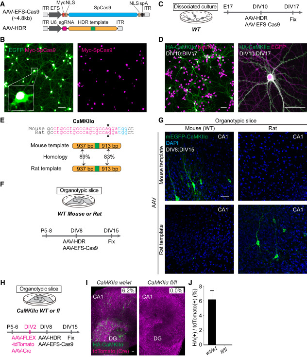 Virus Mediated Genome Editing Via Homology Directed Repair In Mitotic