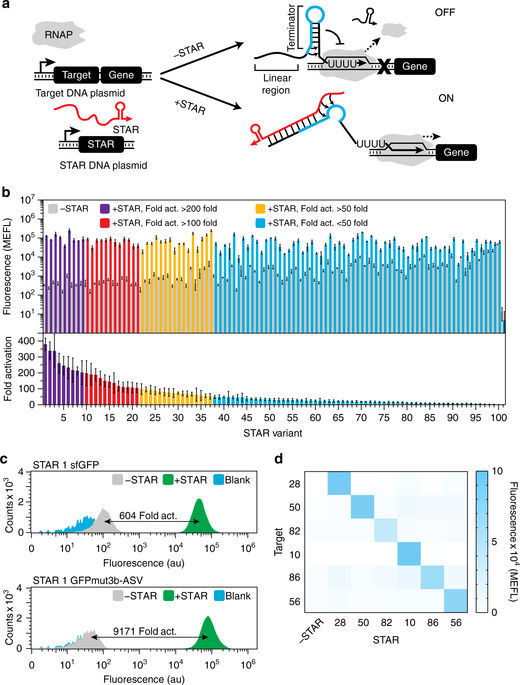 Computational design of small transcription activating RNAs for ...