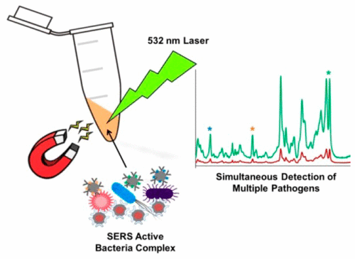 SERS Detection of Multiple Antimicrobial-Resistant Pathogens Using ...