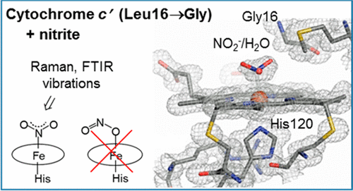 Distinguishing Nitro Vs Nitrito Coordination In Cytochrome C Using Vibrational Spectroscopy And Density Functional Theory Inorganic Chemistry X Mol