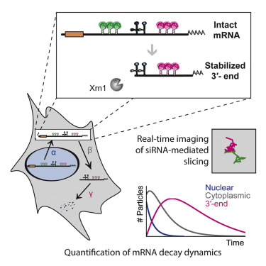 The Dynamics Of MRNA Turnover Revealed By Single-Molecule Imaging In ...