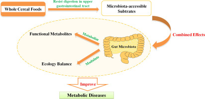 Whole cereal grains and potential health effects: Involvement of the ...