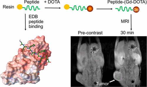 Synthesis and Assessment of Peptide Gd–DOTA Conjugates Targeting ...