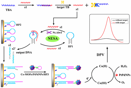 A Sensitive Electrochemical Aptasensor for Thrombin Detection Based on ...