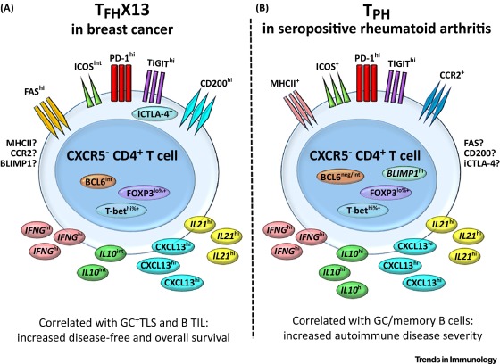 PD-1hiCXCR5−CD4+ TFH Cells Play Defense in Cancer and Offense in ...