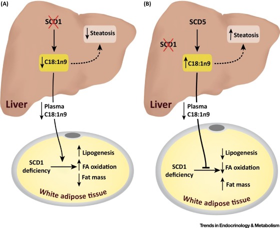 Stearoyl Coa Desaturase Trends In Endocrinology