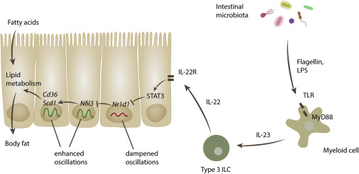 NFIL-trating the Host Circadian Rhythm-Microbes Fine-Tune the ...