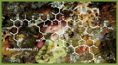 Daedophamide, a Cytotoxic Cyclodepsipeptide from a Daedalopelta sp ...