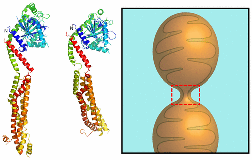 Molecular Motor Dnm1 Synergistically Induces Membrane Curvature To