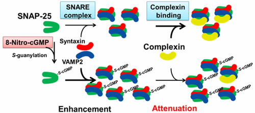 8-Nitro-cGMP Attenuates the Interaction between SNARE Complex and ...