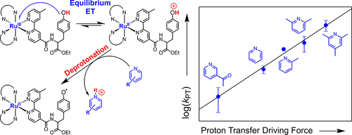 Influence of Proton Acceptors on the Proton-Coupled Electron Transfer ...