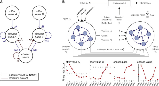 Orbitofrontal Cortex: A Neural Circuit for Economic Decisions.,Neuron ...