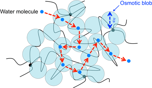 Permeation of Water through Hydrogels with Controlled Network Structure ...